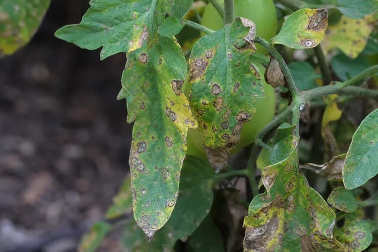 Septoria Leaf Spot