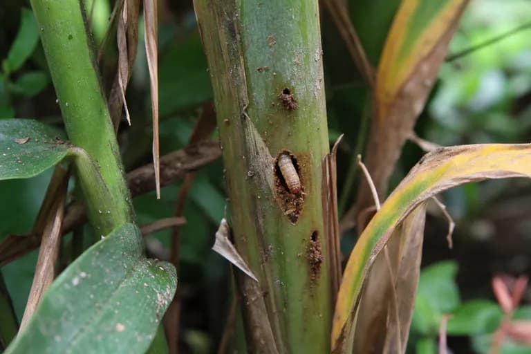 Shoot Borers