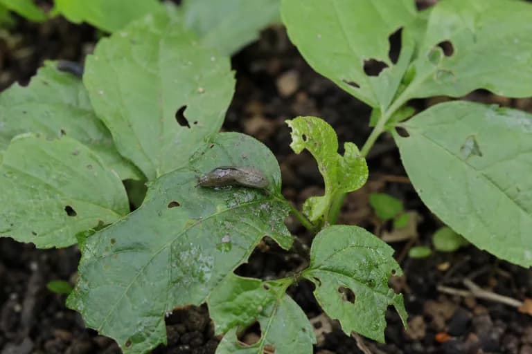 Slugs and Rodents