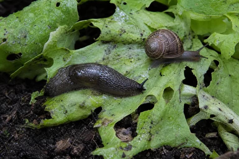 Slugs and Snails