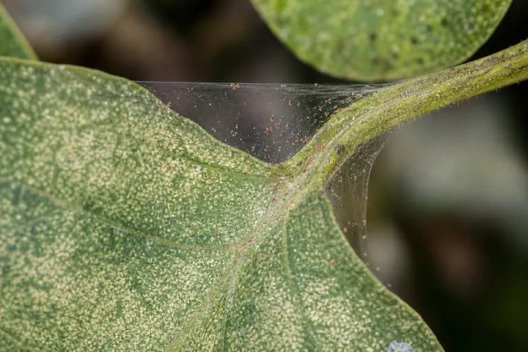 Spider Mites