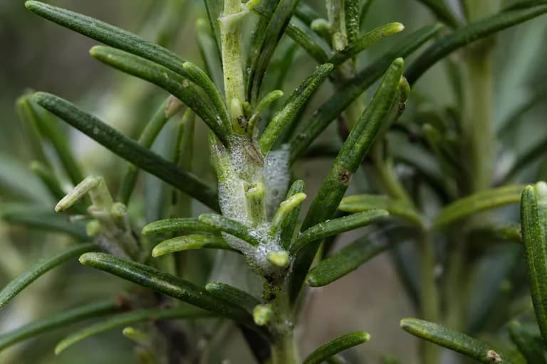 Spittlebugs