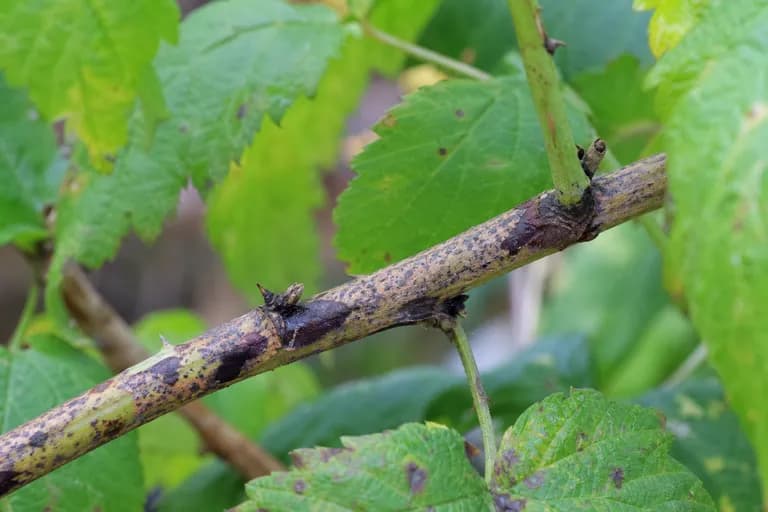 Spur Blight