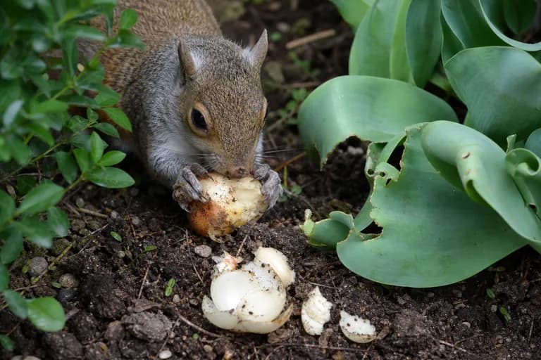 Squirrels and Rodents
