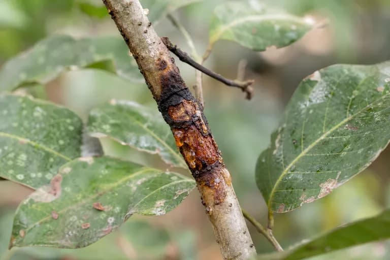 Stem Canker