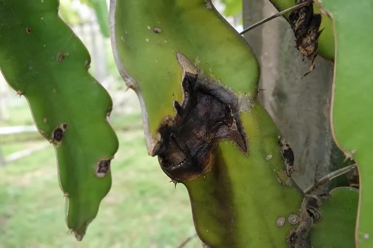 Pudrición del tallo (antracnosis)