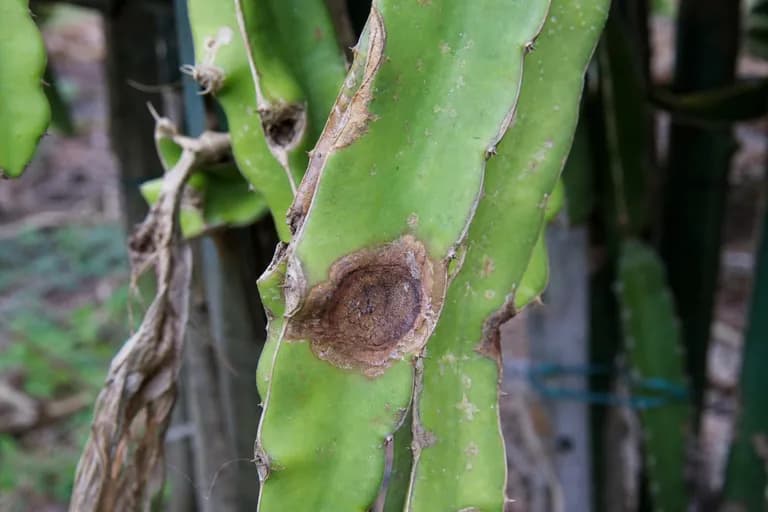 Stammfäule (Dothiorella)