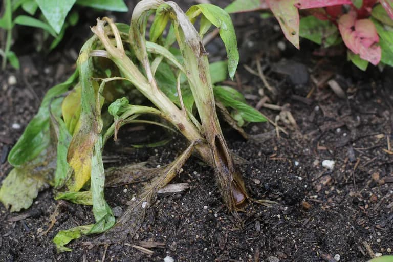 Stem Rot (Fusarium)