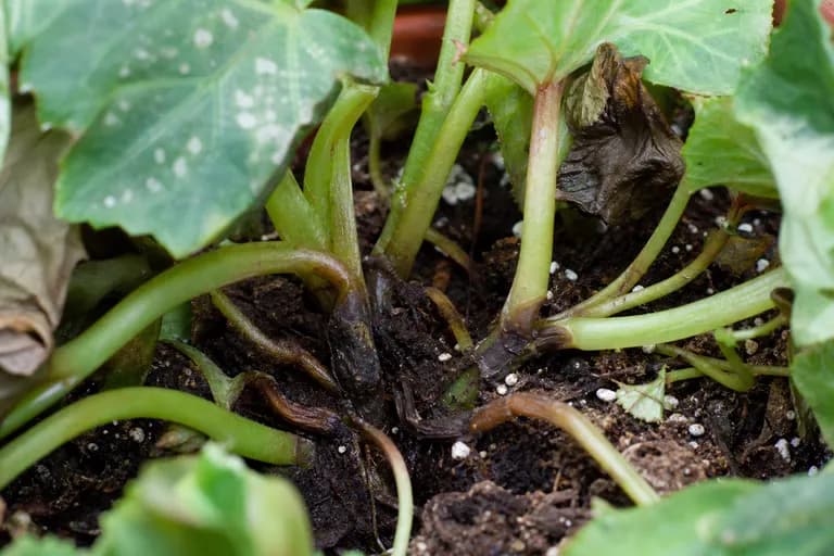 Stängelfäule (Pythium)