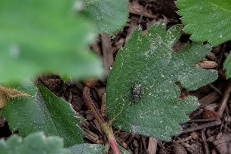 Strawberry Root Weevil