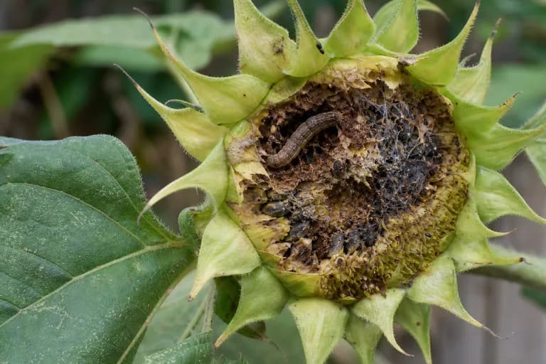 Sonnenblumenmotte