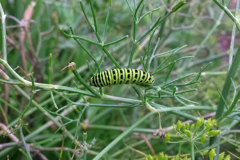 Swallowtail Caterpillar
