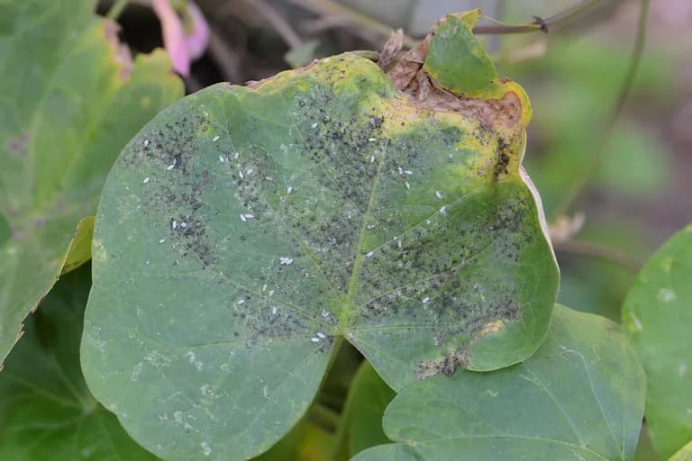 Sweet Potato Whitefly