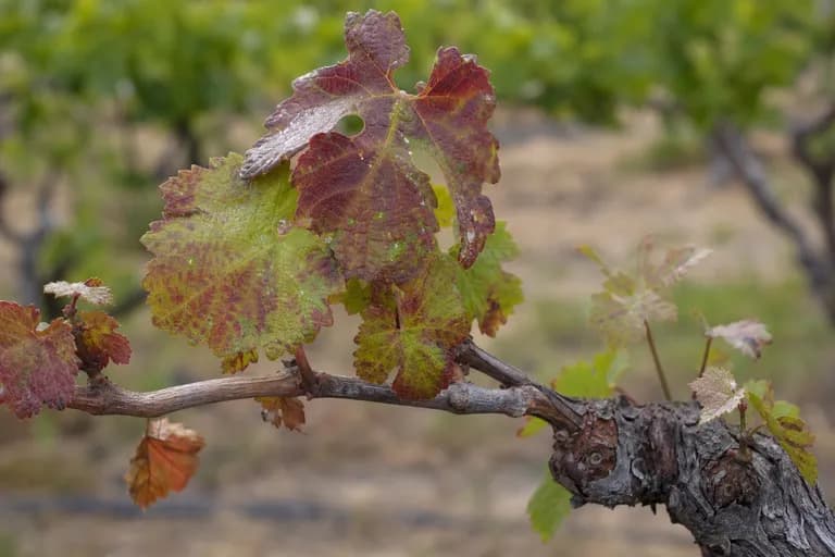 Syrah-Verfall