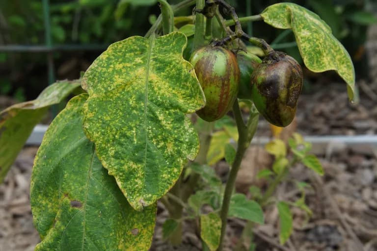 Virus del mosaico del tamarillo (TaMV)