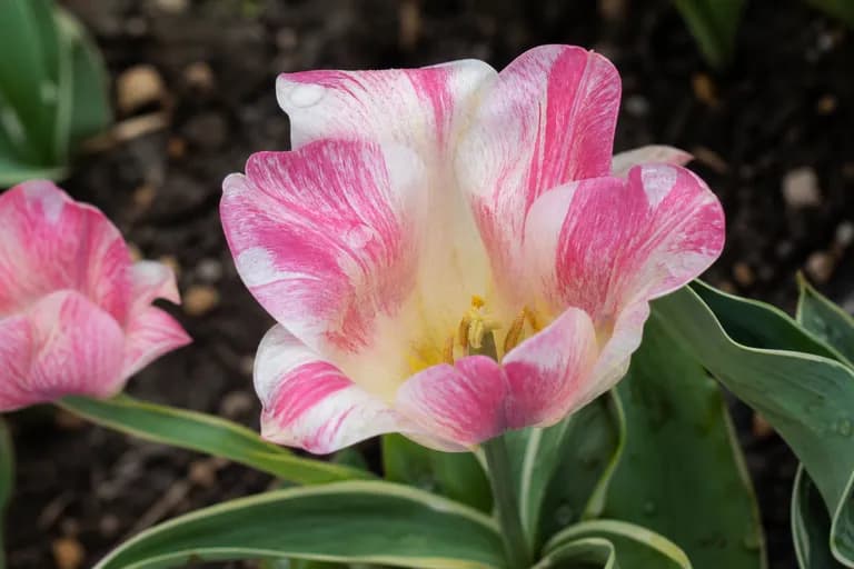 Tulip Breaking Virus