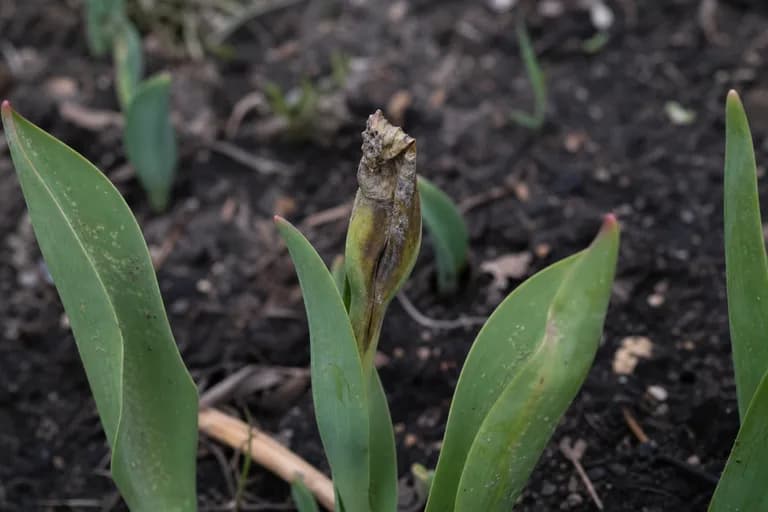 Tulip Fire (Botrytis tulipae)