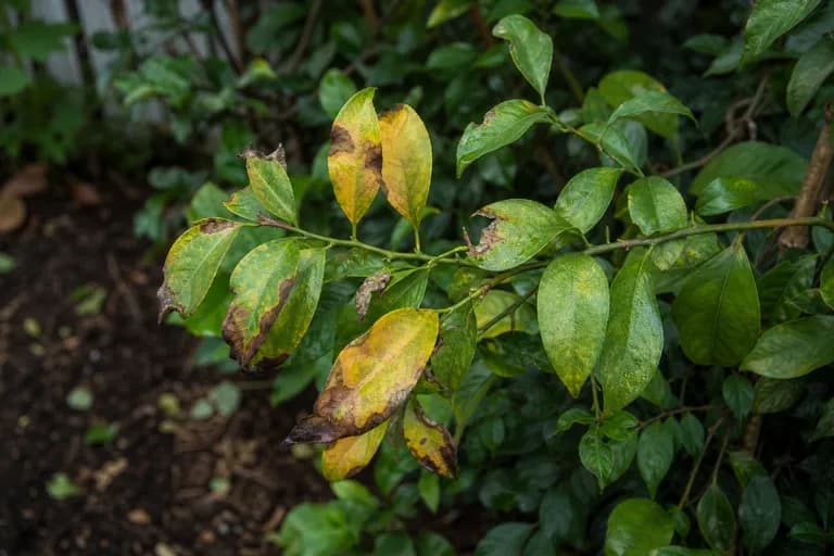 Verticillium Wilt