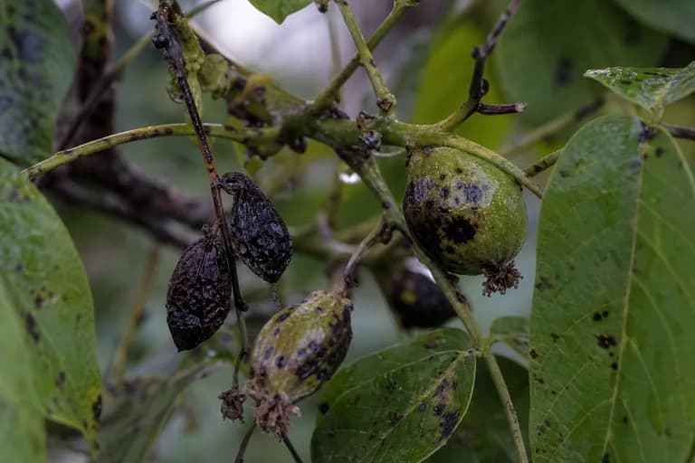 Walnut Blight