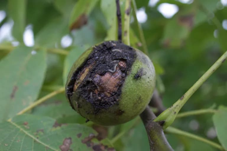 Walnut Husk Fly