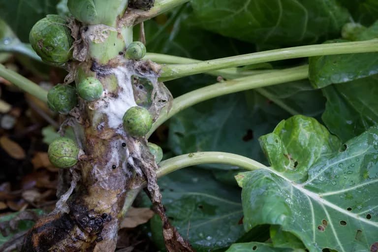 Weißer Schimmel (Sclerotinia)
