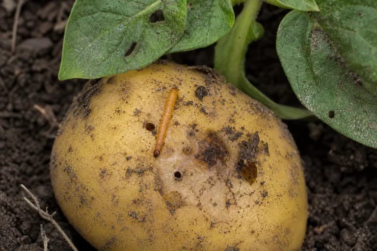 Wireworm