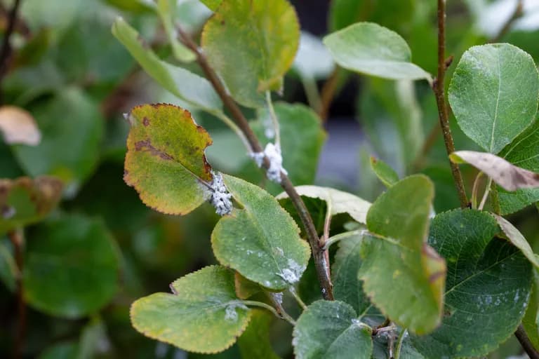 Woolly Elm Aphid