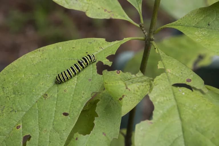 Zebra Swallowtail Caterpillar
