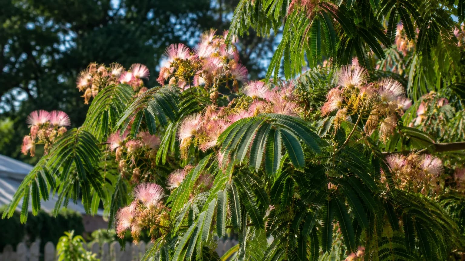 Seidenbaum