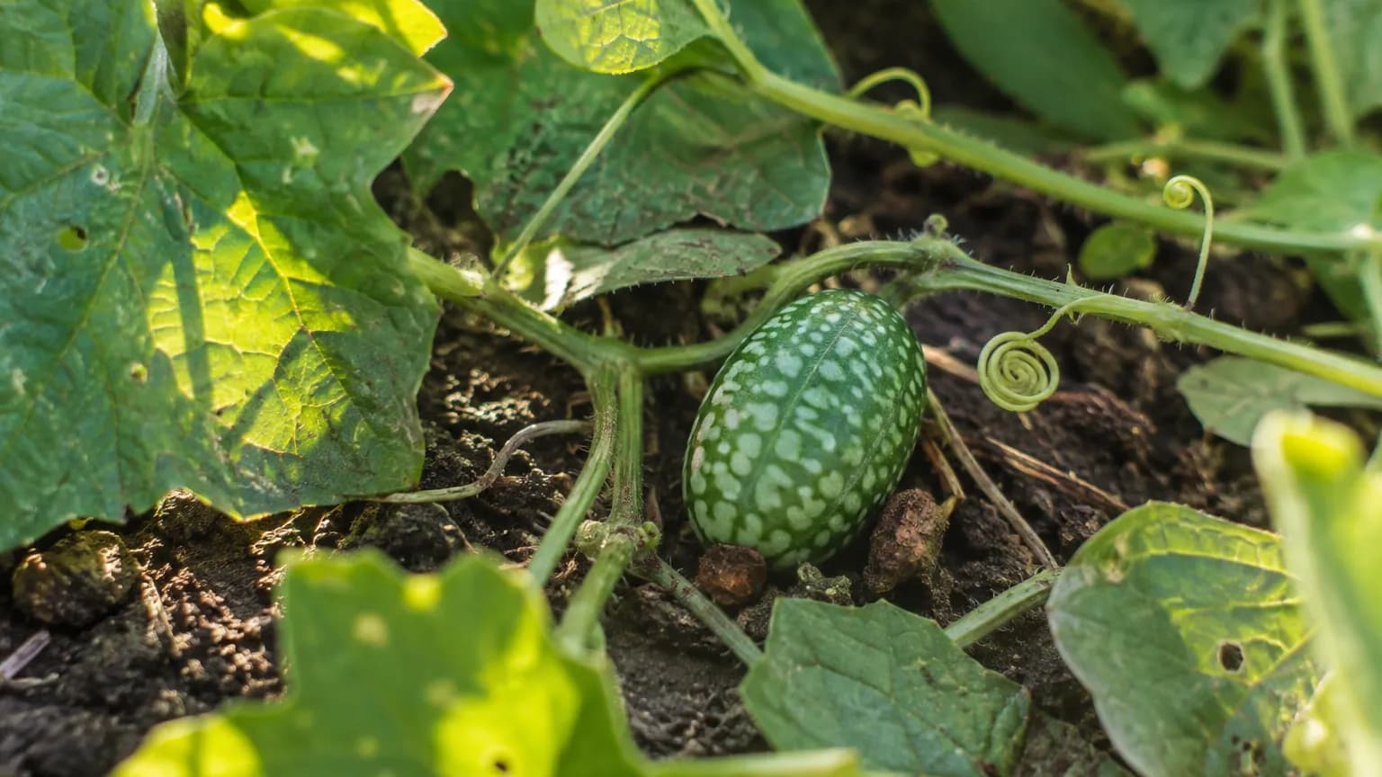 Melón ratón