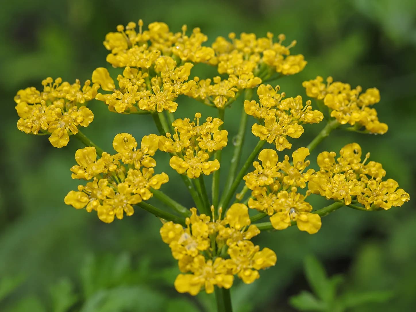Macro view of a Golden Alexander umbel cluster