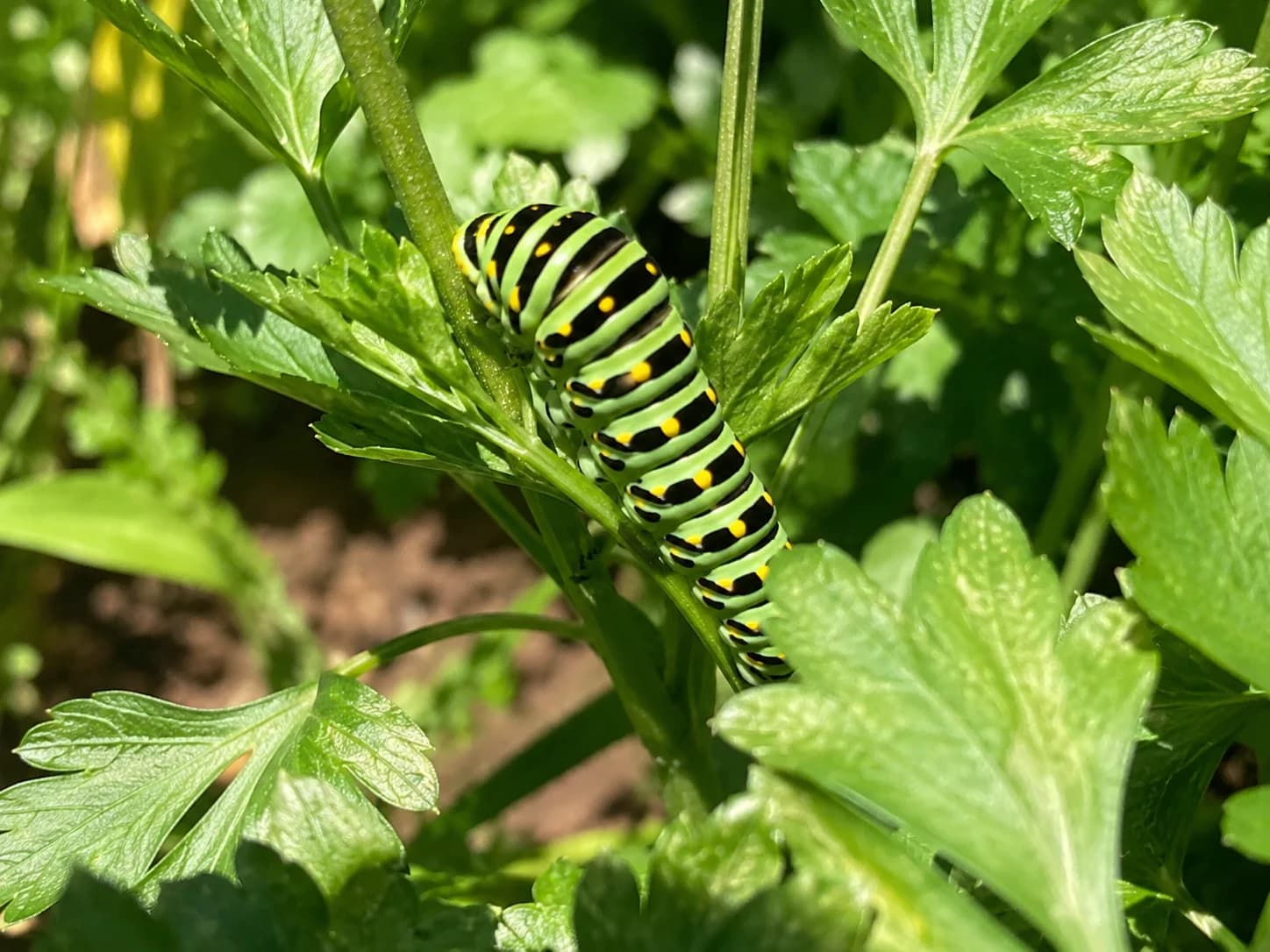 Black Swallowtail caterpillar feeding on Golden Alexander leaves