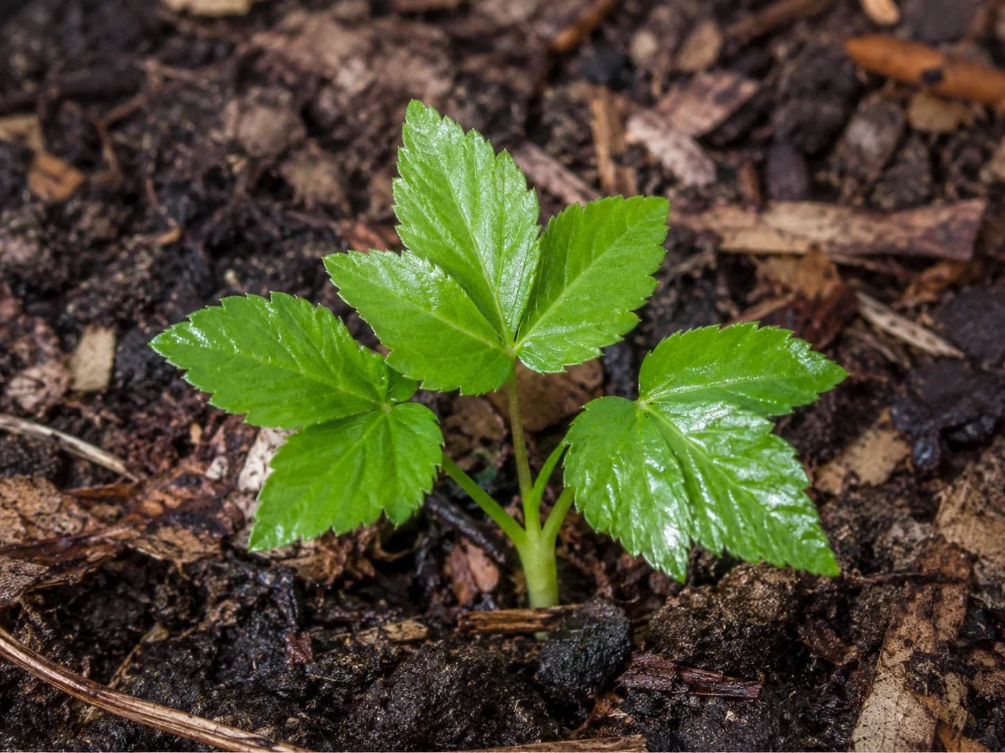 Golden Alexander - Cold Stratification and Germination