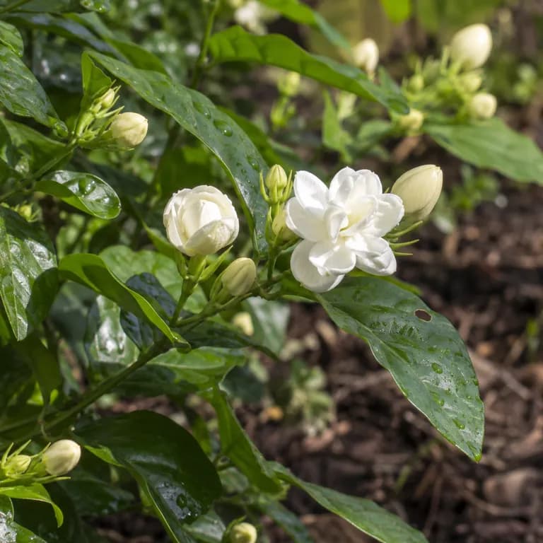 Büschel weißer Knospen des Arabischen Jasmins öffnen sich in der Abenddämmerung