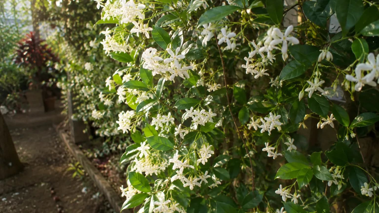 Arabischer Jasmin
