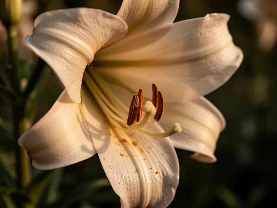 Trumpet Lily - Bulb Dormancy & Planting