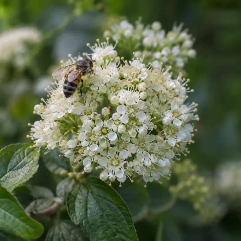 Einheimische Bienen drängen sich an den weißen Blütenrispen des New-Jersey-Tees
