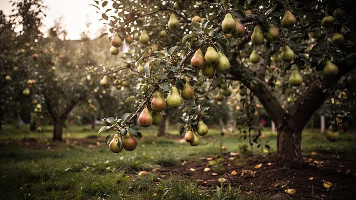 Pear Tree