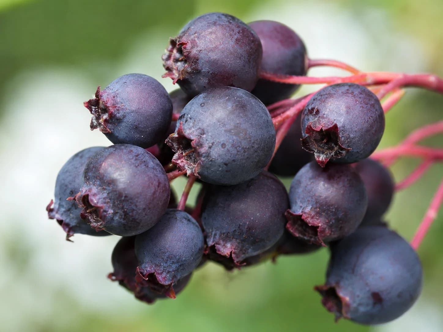 Macro close-up of a single Saskatoon Berry cluster with characteristic crown