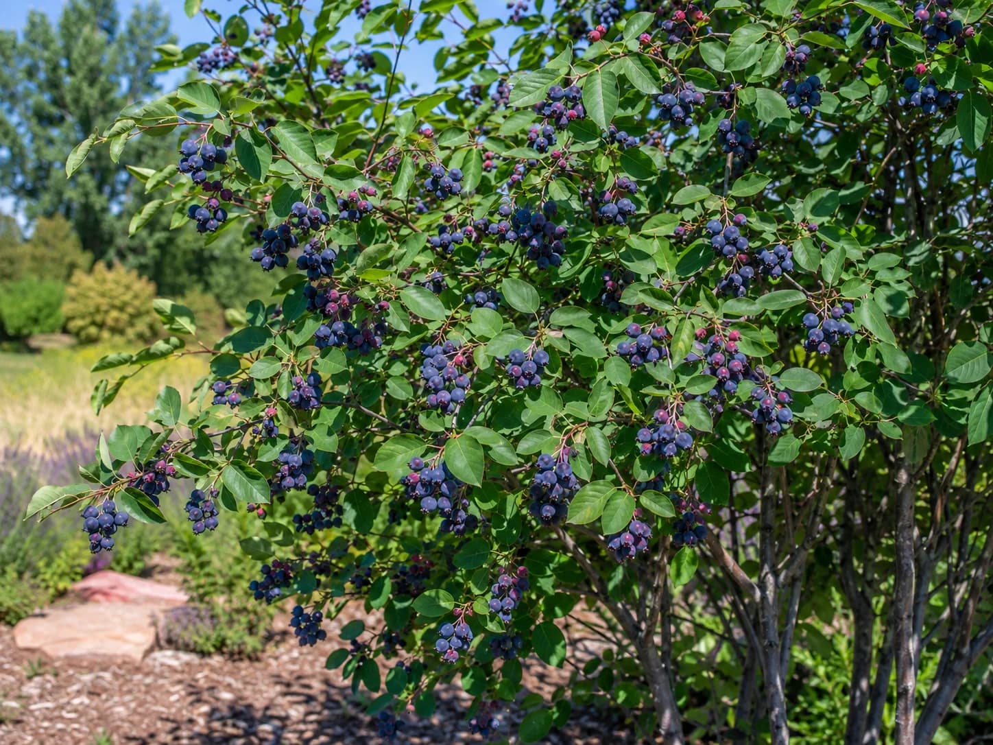Saskatoon Berry shrub heavy with deep blue-purple ripe berry clusters
