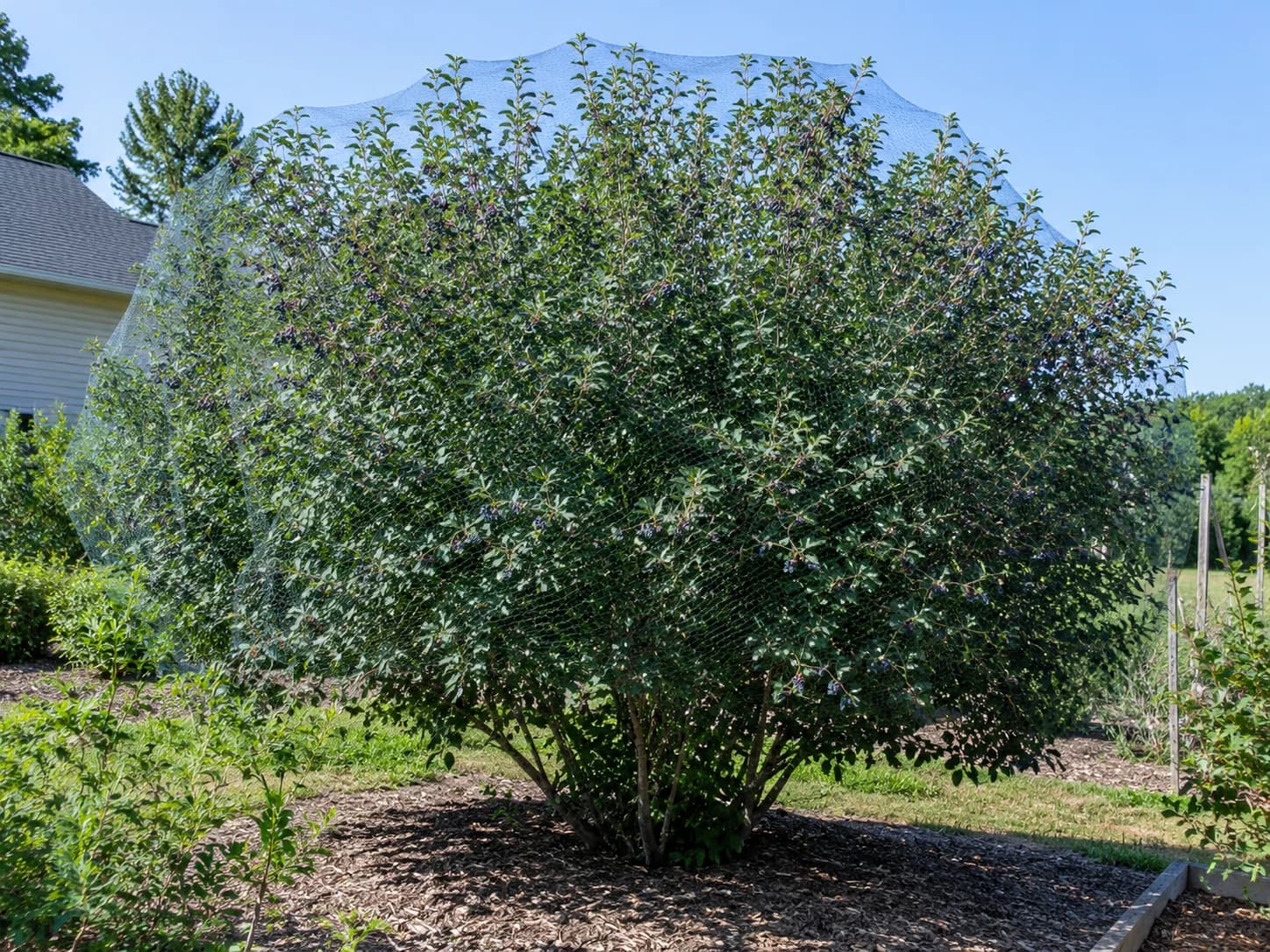 Saskatoon Berry - Winter Dormancy
