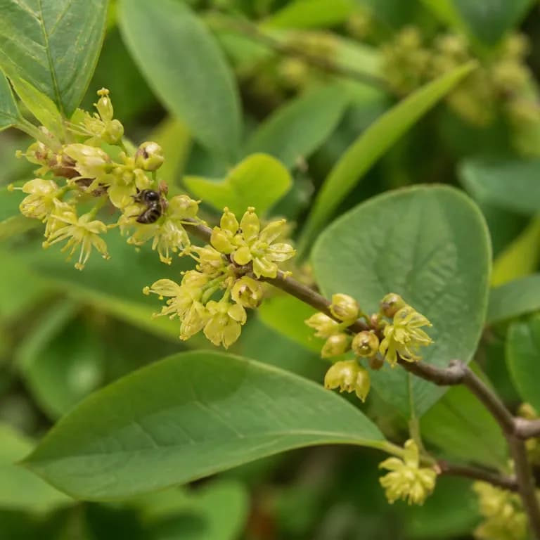 Racimos de diminutas flores amarillas de lindera floreciendo sobre las ramas desnudas a principios de primavera
