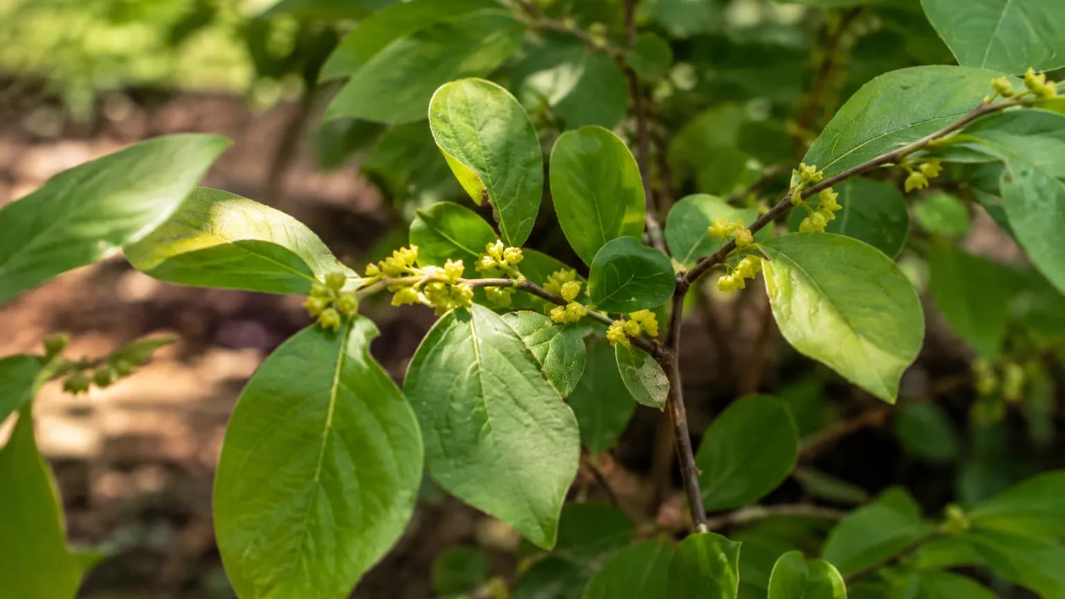 Lindera