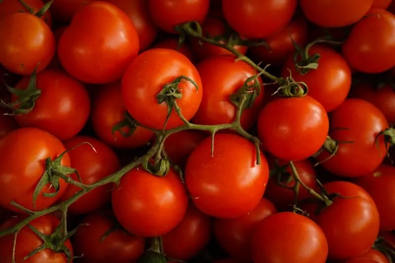 Tomato plants growing in a garden bed