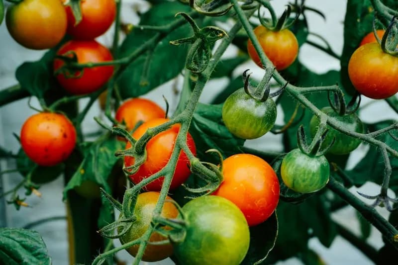 Ripe red tomatoes ready for harvest