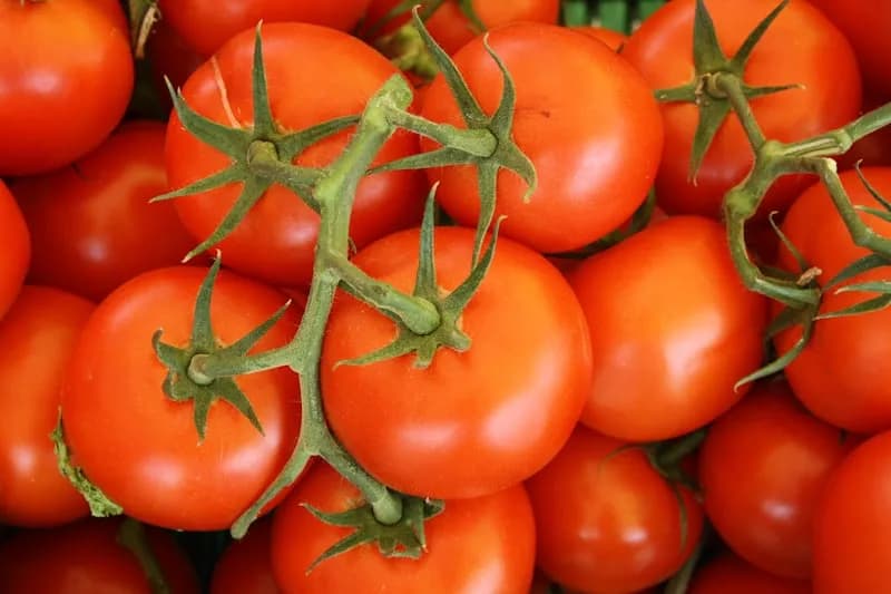 Fresh sliced tomatoes showing juicy interior