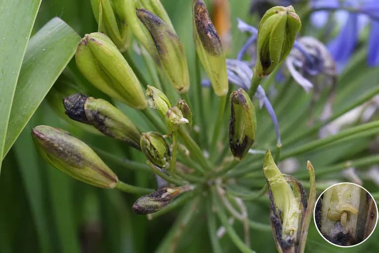 Mosca de agallas del agapanthus