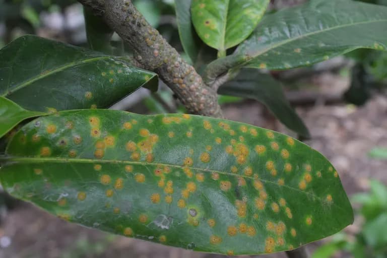 Mancha foliar algal (Cephaleuros)