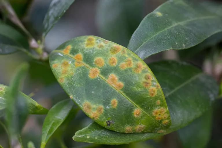 Mancha foliar algal