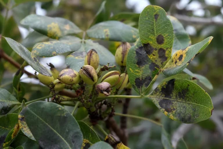 Alternaria Late Blight